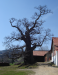 Ältester Edelkastanienbaum